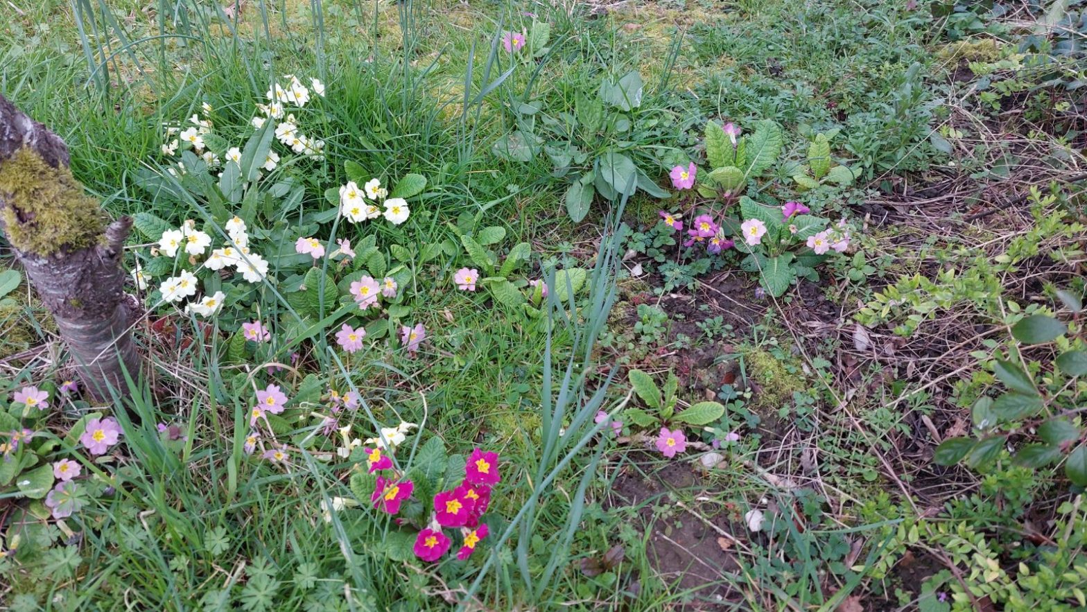 Le Cantonnier et la Primevère