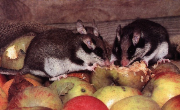 Les fruits partagés